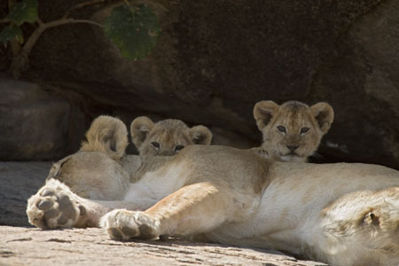lion and lioness and cub. Lioness with cubs. These lions